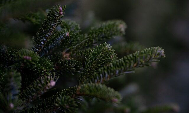 Czy daglezja zrzuca igły?