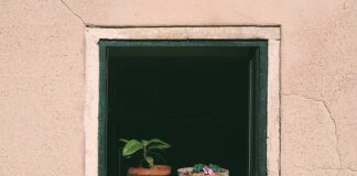 Jak podlewać Palik z mchu? Jak podlewać Palik z mchu?