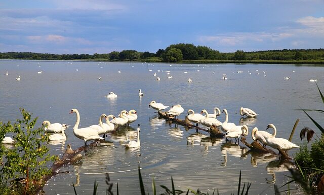 Czy można zabrać powalone drzewo z lasu?