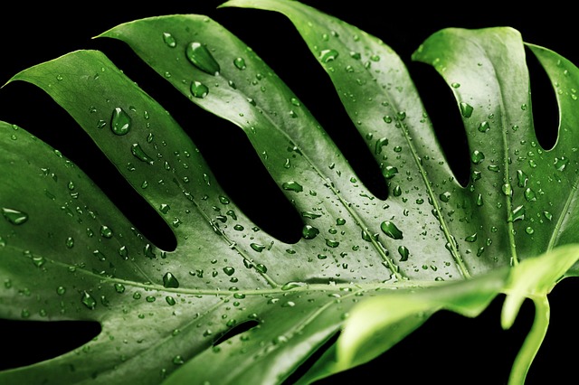 Kiedy monstera płacze? Kiedy monstera płacze?