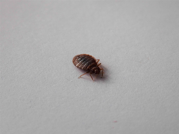 Pluskwa_domowa,_Bed_bug,_Cimex_lectularius Jak skutecznie pozbyć się pluskiew